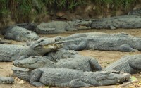Dakshin Foundation/Madras Crocodile Bank Trust