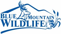 Blue mountain wildlife