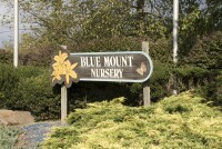 Blue mount nursery inc