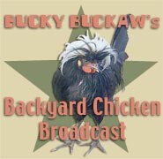 Bucky buckaw's backyard chicken broadcast