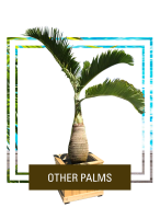 Island wide palm trees