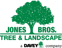 Jones tree & lawn