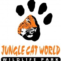 Jungle cat world