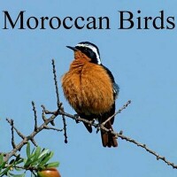 Moroccanbirds