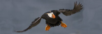 Seabird protection network