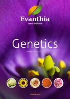 Evanthia Seeds & Plants