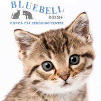 Bluebell Ridge (RSPCA) Cat Rehoming Centre