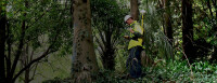 Arborman Tree Solutions Pty Ltd