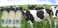Bonaly farm dairy