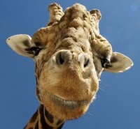 Giraffeit.com