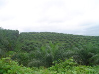 Twifo oil palm plantation limited