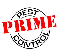 Prime Termite