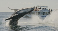 Gold Coast Whale Watching Pty Ltd