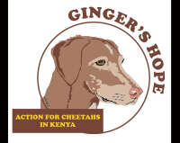 Action for cheetahs in kenya